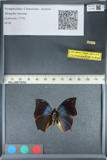 Media type: image;   Entomology 164842